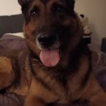 Tango Mon Chien  Berger Allemand Mâle stérilisé - Garde d'animaux à domicile