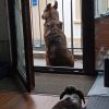 Images de profil de coralie - Blooming Pets - Petsitting et garde d'animaux à domicile