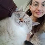 Yume Mon Chat  Européen Femelle - Garde d'animaux à domicile