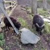 Images de profil de Coralie - Blooming Pets - Petsitting et garde d'animaux à domicile