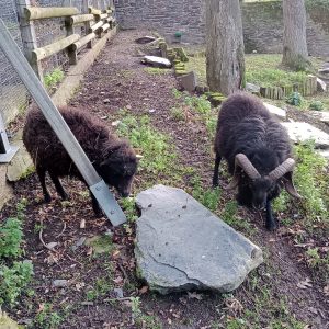 Images de profil de Coralie - Blooming Pets - Petsitting et garde d'animaux à domicile