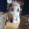Images de profil de Coralie - Blooming Pets - Petsitting et garde d'animaux à domicile