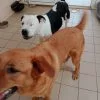 Images de profil de Coralie - Blooming Pets - Petsitting et garde d'animaux à domicile