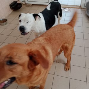 Images de profil de Coralie - Blooming Pets - Petsitting et garde d'animaux à domicile