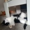 Images de profil de Coralie - Blooming Pets - Petsitting et garde d'animaux à domicile