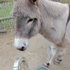 Images de profil de Coralie - Blooming Pets - Petsitting et garde d'animaux à domicile