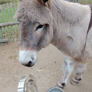 Images de profil de Coralie - Blooming Pets - Petsitting et garde d'animaux à domicile