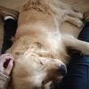 Images de profil de Coralie - Blooming Pets - Petsitting et garde d'animaux à domicile