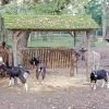 Images de profil de Coralie - Blooming Pets - Petsitting et garde d'animaux à domicile