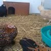 Images de profil de Coralie - Blooming Pets - Petsitting et garde d'animaux à domicile