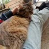 Images de profil de Coralie - Blooming Pets - Petsitting et garde d'animaux à domicile