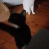 Images de profil de Coralie - Blooming Pets - Petsitting et garde d'animaux à domicile