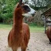 Images de profil de Coralie - Blooming Pets - Petsitting et garde d'animaux à domicile