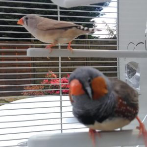 Images de profil de Coralie - Blooming Pets - Petsitting et garde d'animaux à domicile