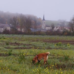 Images de profil de Corinne - Blooming Pets - Petsitting et garde d'animaux à domicile