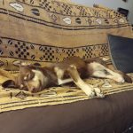 Lulu Mon Chien  Petit Chien Courant Slovaque Femelle - Garde d'animaux à domicile