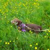 Images de profil de nathalie - Blooming Pets - Petsitting et garde d'animaux à domicile