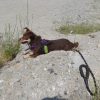 Images de profil de nathalie - Blooming Pets - Petsitting et garde d'animaux à domicile