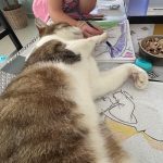Olaf Mon Chat  Européen Femelle stérilisée - Garde d'animaux à domicile