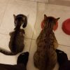 Images de profil de Alexia - Blooming Pets - Petsitting et garde d'animaux à domicile