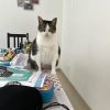 Images de profil de Alexia - Blooming Pets - Petsitting et garde d'animaux à domicile