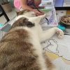 Images de profil de Alexia - Blooming Pets - Petsitting et garde d'animaux à domicile
