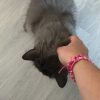 Images de profil de Alexia - Blooming Pets - Petsitting et garde d'animaux à domicile