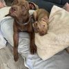 Images de profil de Chrystal - Blooming Pets - Petsitting et garde d'animaux à domicile
