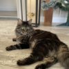Images de profil de Chrystal - Blooming Pets - Petsitting et garde d'animaux à domicile