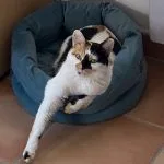 Dahlia Mon Chat  Chat de gouttière (Commun) Femelle - Garde d'animaux à domicile