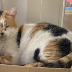 Pâquerette Mon Chat  Chat de gouttière (Commun) Femelle - Garde d'animaux à domicile