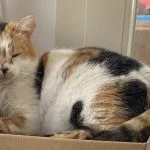 Pâquerette Mon Chat  Chat de gouttière (Commun) Femelle - Garde d'animaux à domicile