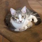Tigrou Mon Chat  Chat de gouttière (Commun) Mâle - Garde d'animaux à domicile