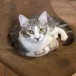 Tigrou Mon Chat  Chat de gouttière (Commun) Mâle - Garde d'animaux à domicile