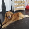 Images de profil de Coralie - Blooming Pets - Petsitting et garde d'animaux à domicile