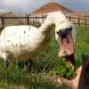 Images de profil de Chloé - Blooming Pets - Petsitting et garde d'animaux à domicile