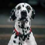 Styx Mon Chien  Dalmatien Mâle stérilisé - Garde d'animaux à domicile