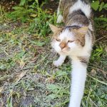 Nyla Mon Chat  Européen Femelle stérilisée - Garde d'animaux à domicile