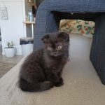 Altesse Mon Chat  Scottish Fold Femelle - Garde d'animaux à domicile