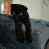 Images de profil de Cynthia - Blooming Pets - Petsitting et garde d'animaux à domicile