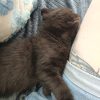 Images de profil de Cynthia - Blooming Pets - Petsitting et garde d'animaux à domicile