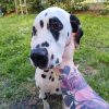 Images de profil de Cynthia - Blooming Pets - Petsitting et garde d'animaux à domicile