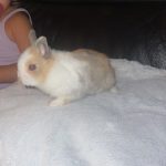 Oréo Mon Lapin  Nain Mâle - Garde d'animaux à domicile