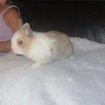 Oréo Mon Lapin  Nain Mâle - Garde d'animaux à domicile