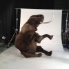 Images de profil de Cyrille - Blooming Pets - Petsitting et garde d'animaux à domicile