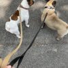 Images de profil de Dany - Blooming Pets - Petsitting et garde d'animaux à domicile