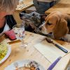 Images de profil de Dany - Blooming Pets - Petsitting et garde d'animaux à domicile