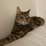 Xena Mon Chat  Européen Femelle - Garde d'animaux à domicile