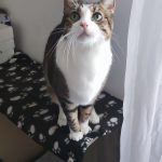 Milka Mon Chat  Européen Mâle stérilisé - Garde d'animaux à domicile