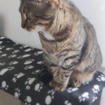Pimky Mon Chat  Européen Femelle stérilisée - Garde d'animaux à domicile